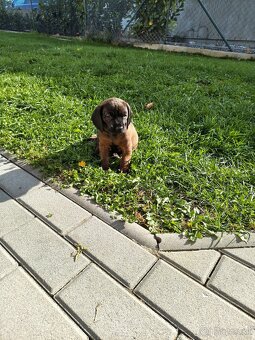 Bavorský fatbiar - 5