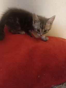 Britske maciatka - 5