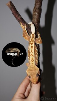 Pagekón riasnatý Correlophus ciliatus tricolor samec - 5