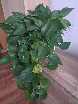 Predám izbové rastliny - 5