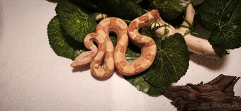 Velhad kralovsky sunglow - 5