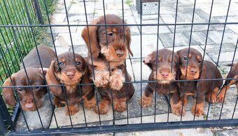 Jazvečík drôtosrstý kraličí, trpasličí - 5