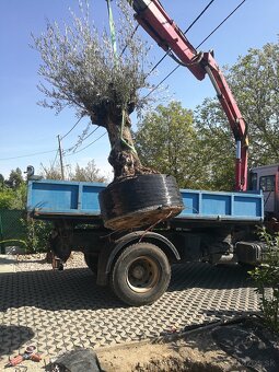 Olivovník bonsai - 5