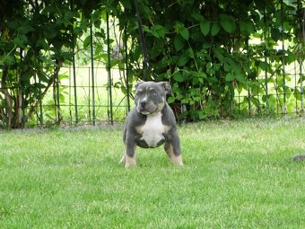 AMERICAN BULLY - 5