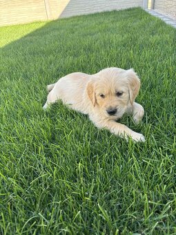 Zlatý retriever - 5