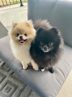 Pomeranian mini - 5