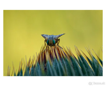 Laowa 60mm f2.8 2x macro objektív Sony FE - 5