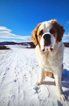 Hľadáme fenku na krytie - 5