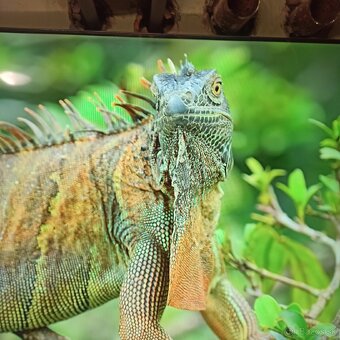 Samsung led tv (165cm)UE65CU7172U - 5