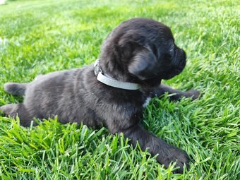 Labrador čierny šteniatko - labradorský retríver - 5