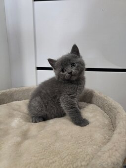 Britské mačiatka - 5