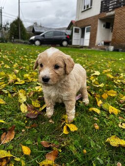 Goldendoodle šteniatka F2 - 5