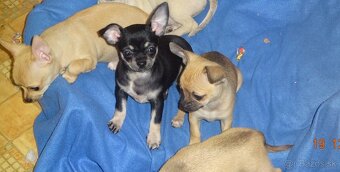 čivava krátkosrstá - 5