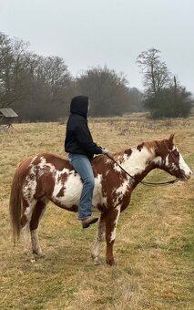 Pripúšťanie APH žrebcom - 5