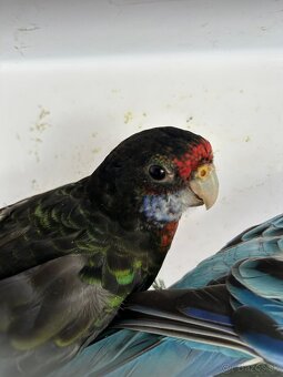 Rozely pestré odchov 25 - 5