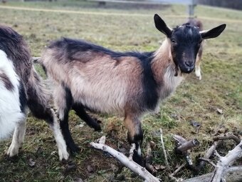 mladé dospelé mäsového typu-nenáročné na chov - 5