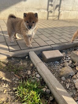 Shiba Inu - 5