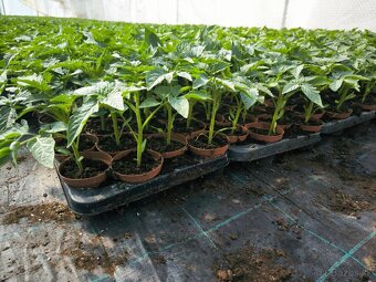 Planty - 5