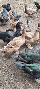 Kacky pizmove a miesane ruanske s bezcami - 5