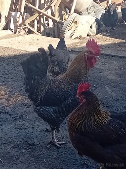Kohút- domáci mix - 5