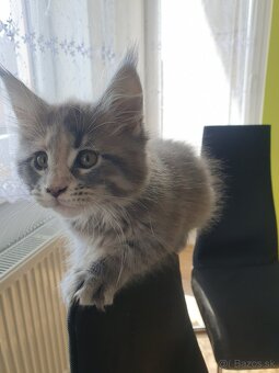MAINE COON - 5