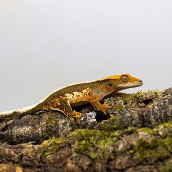GeckoSVK - Pagekón riasnatý (ciliatus), hrbolkohlavý - 5