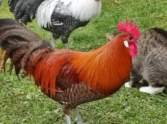 Kohút brakelky striebornej - 5