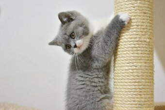 Britský kocúrik s PP - 5