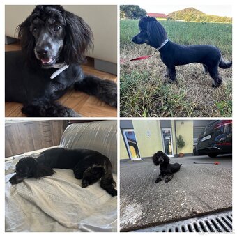 Stráženie psíkov - 5