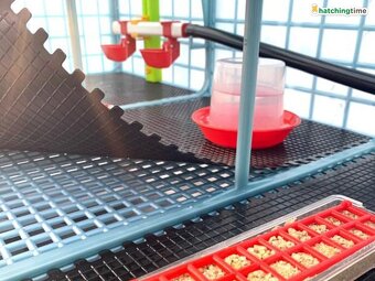 Odchovňa hydiny CIMUKA CB25-03-1K - 5