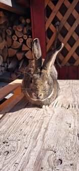 Predaj králikov - 5