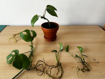Mini Monstera - 5