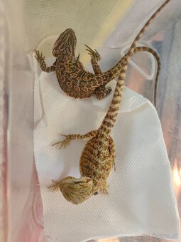 Agama bradatá - 5