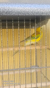 Predam rozely - 5