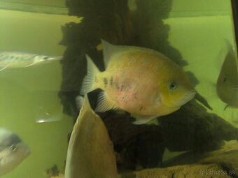 Cichlasoma bocourti - 5