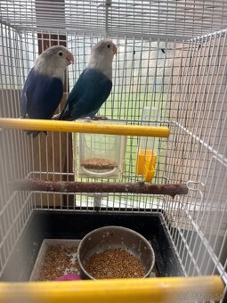 Agapornis fisher par - 5