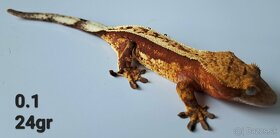 Rhacodactylus ciliatus- Pagekon Riasnaty TRENCIN - 5