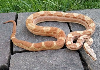 Boa imperator - Paraglow Motley Jungle, Sunglow Motley - 5