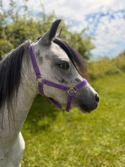Welsh pony sekce A březí - 5
