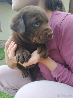 Labrador šteniatka - 5