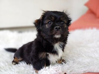 Tibetskỳ spaniel šteniatka - 5