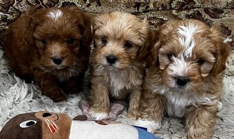 Maltipoo - 5