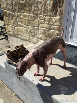 Na predaj čistokrvný americký bezsrstý teriér - 5