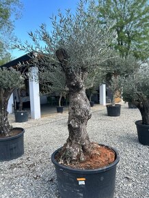Exotické rastliny - olivovníky, palmy - 5
