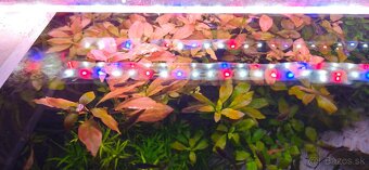 Ludwigia repens - 5