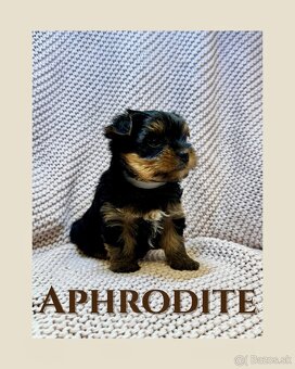Yorkshire terriers, yorkshirsky terier s PP - 5
