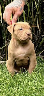 American Bully - 5