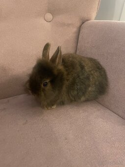 Zakrslý králik s Teddy génom - 5