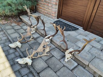 Trofeje danielov - 5