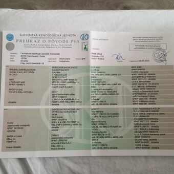 Šteniatka s PP - Jazvečík hrubosrstý - 5